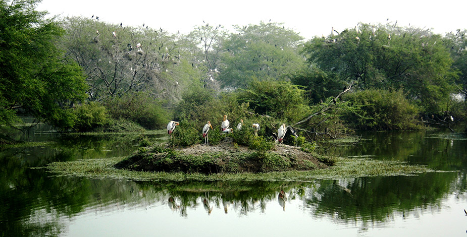 Kumarakom Bird Santucary