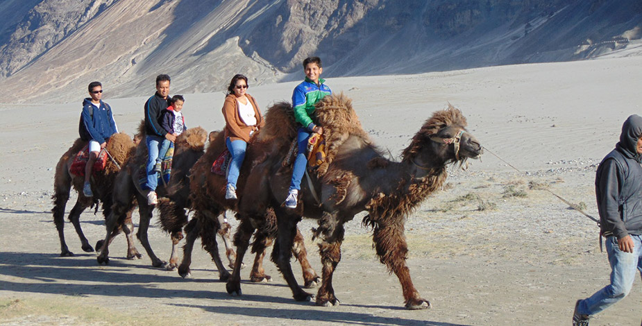 Camel Safari, Ladakh