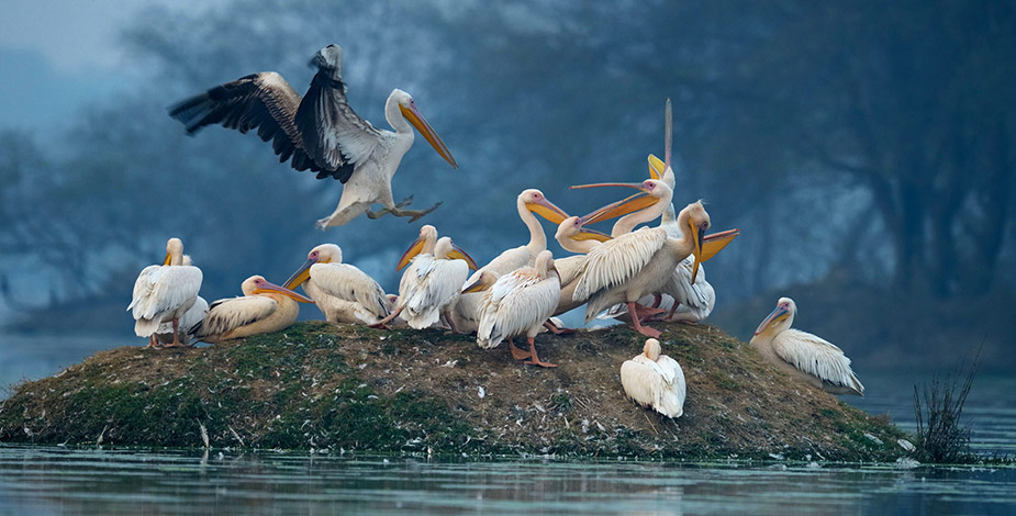 Bharatpur Bird Sanctuary