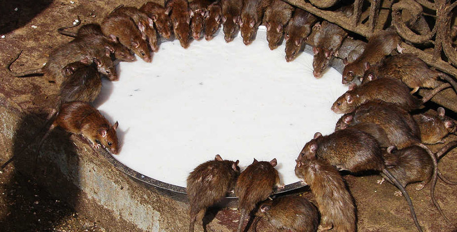 Deshnok Karni Mata Temple, Bikaner