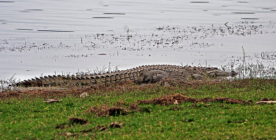 Madhav National Park, Shivpuri