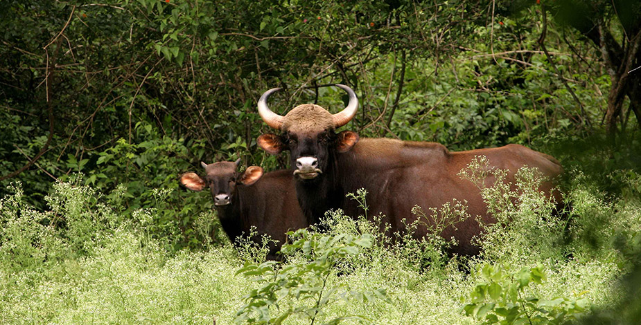Nagarhole National Park