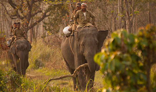 Elephant Safari